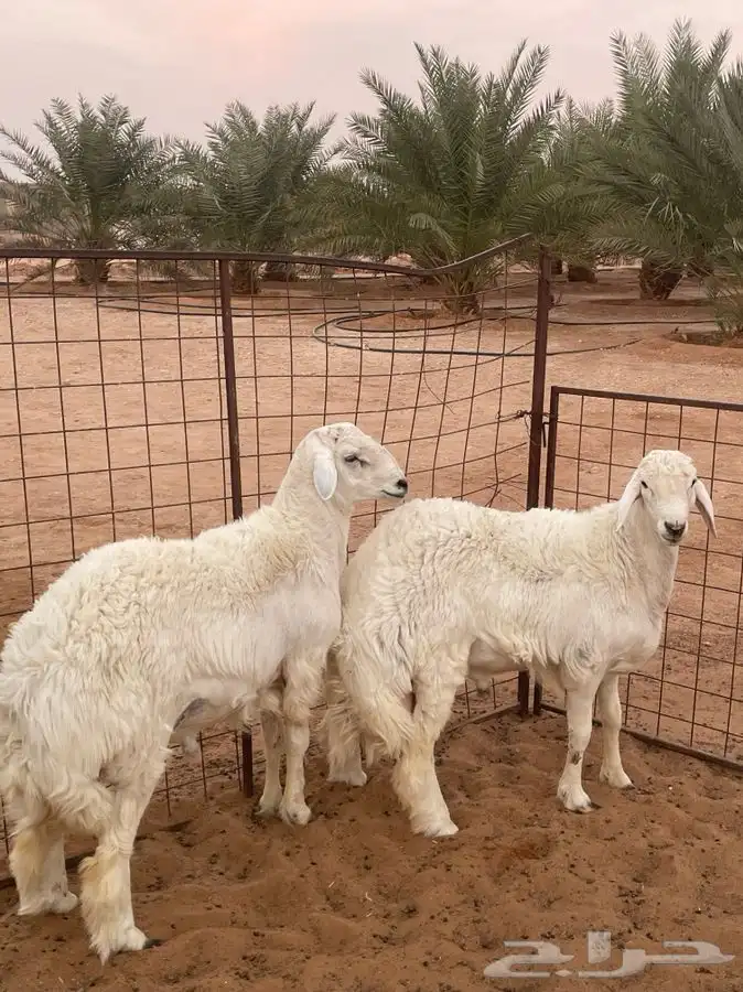 للبيع طليان ناهيه الموقع الريحان جمله او تفريد 0