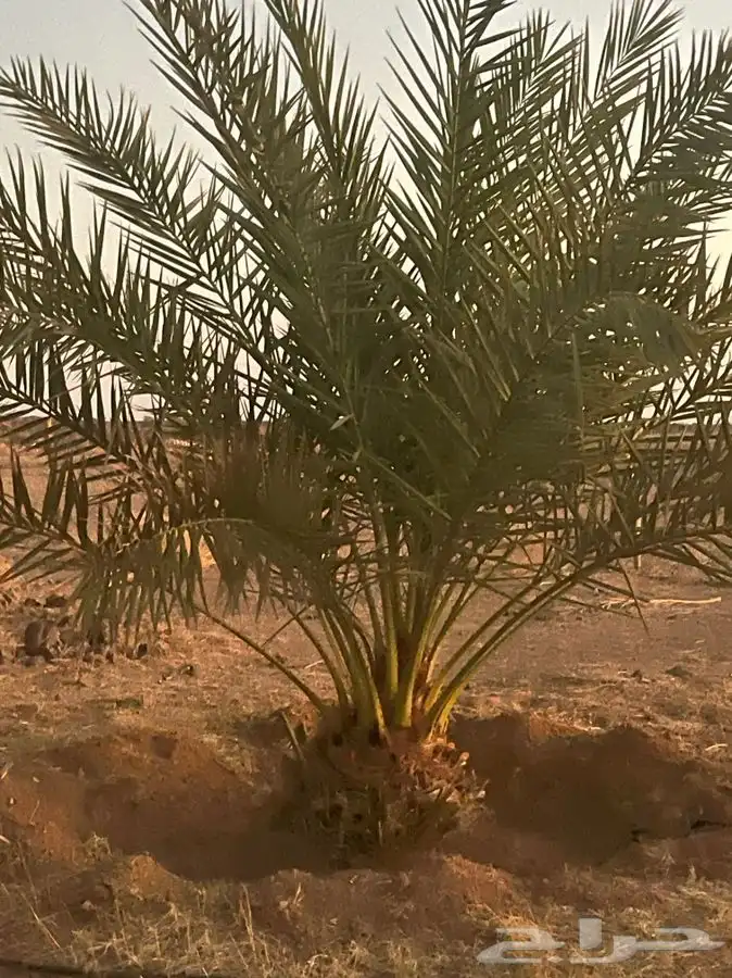 عندي برني العيص نخل طيب كبير واريد فيه تبديل عجوا 0