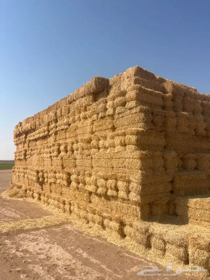 لبن تبن بر ولبن رودس 1