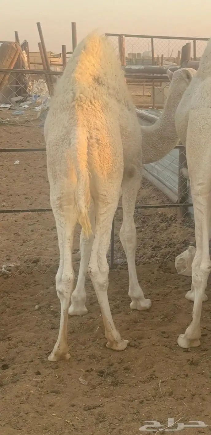 قعود سمين فل شرط 3