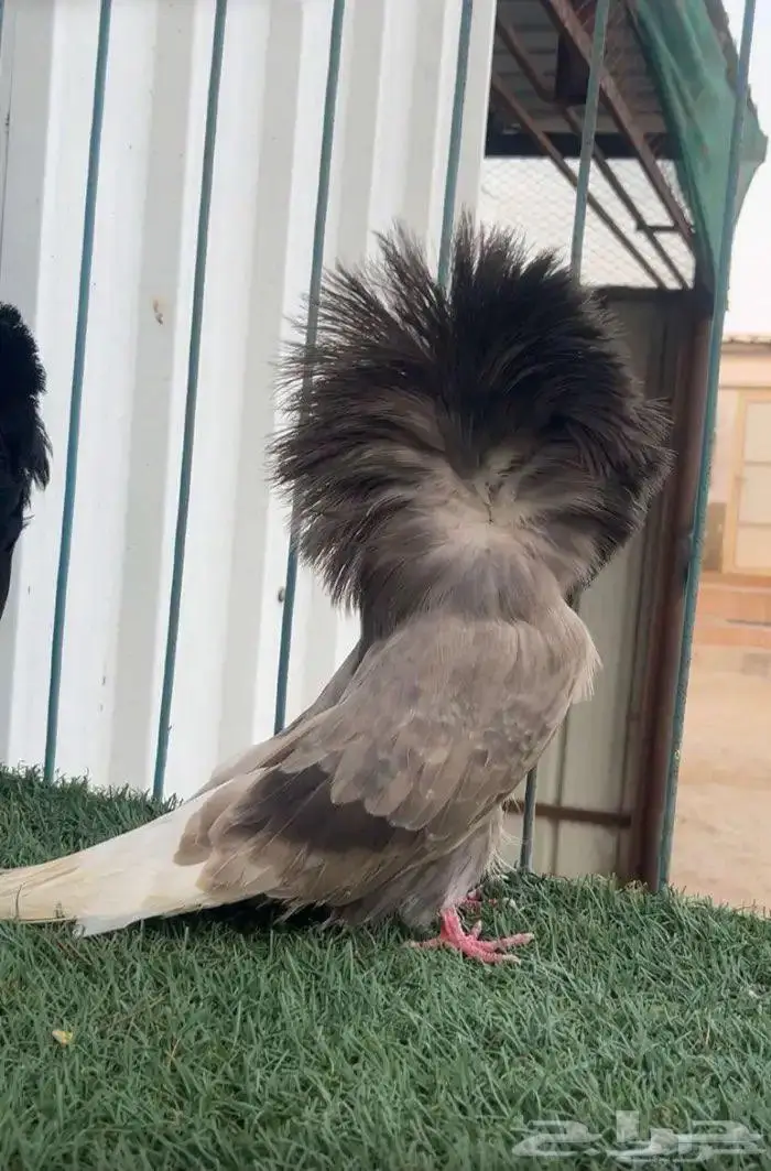 مجموعه جاكوبين 4