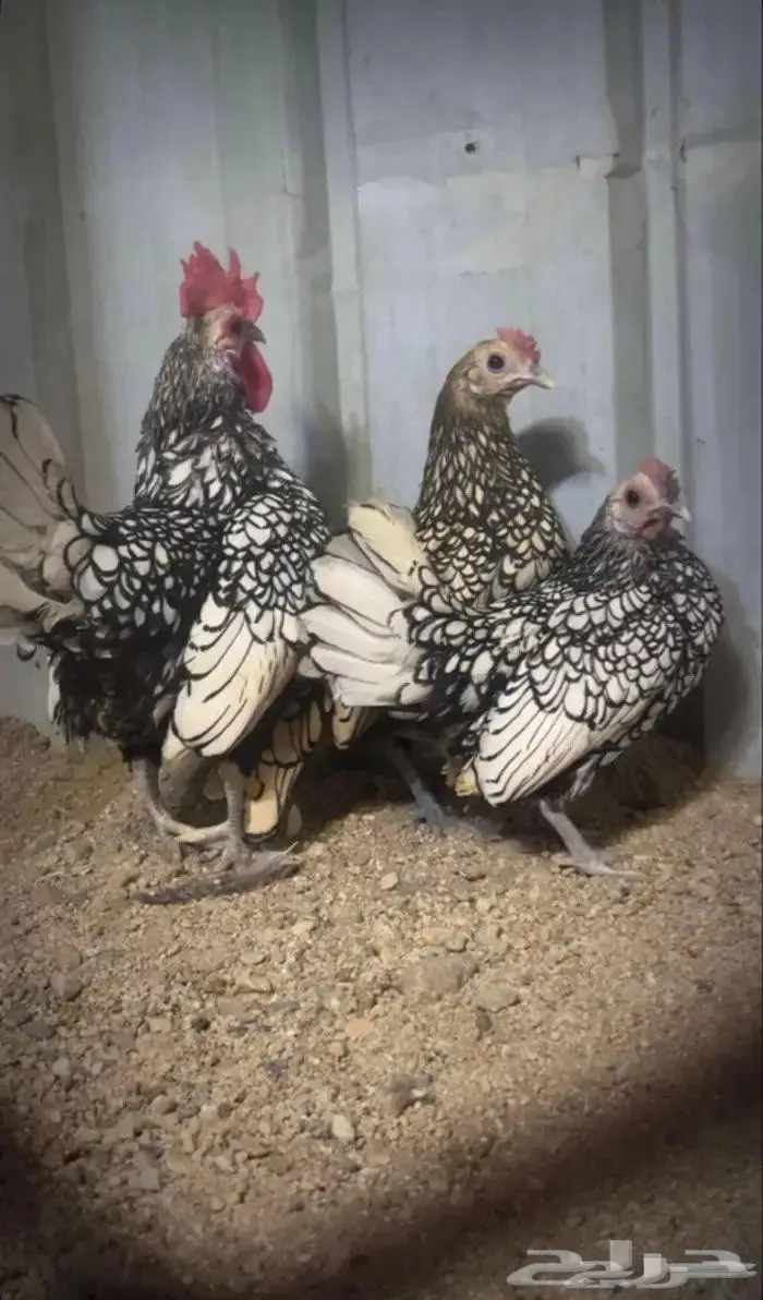 بيض دجاج زينه 2