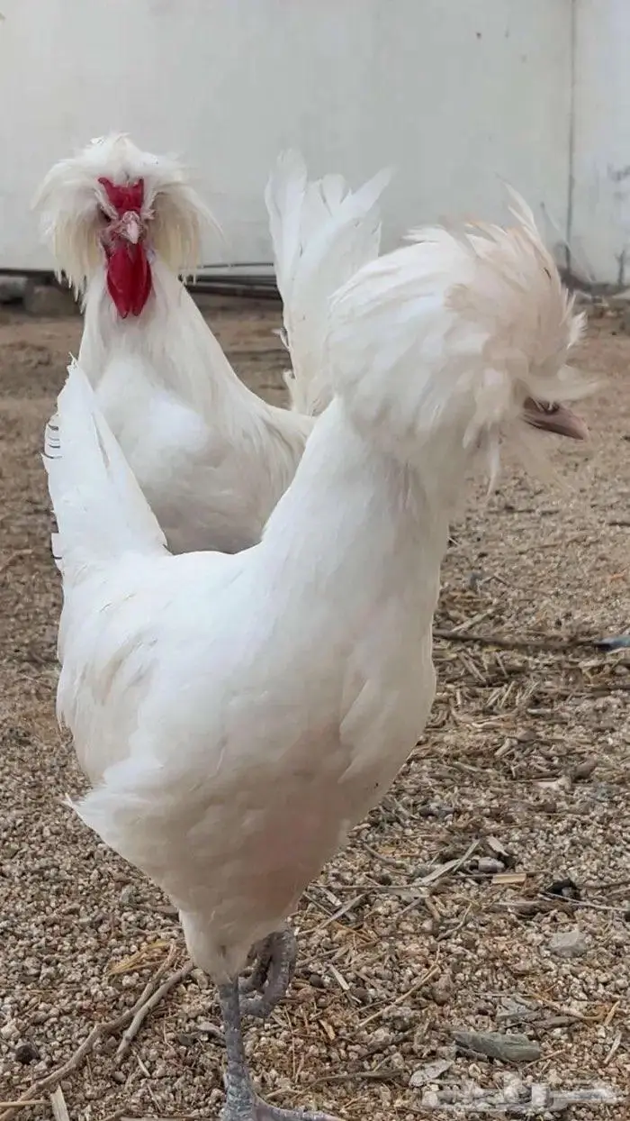 بيض دجاج زينه 7