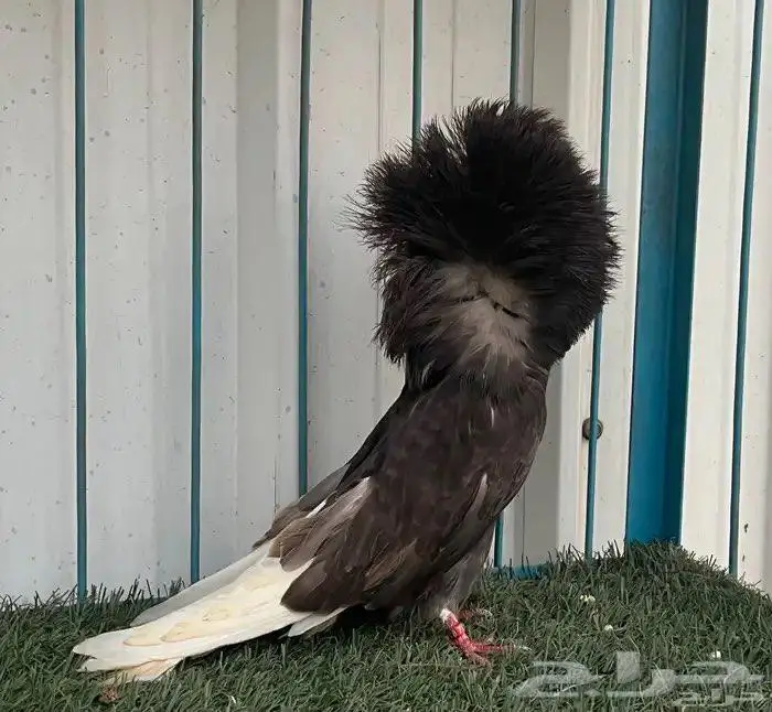 مجموعه جاكوبين 1