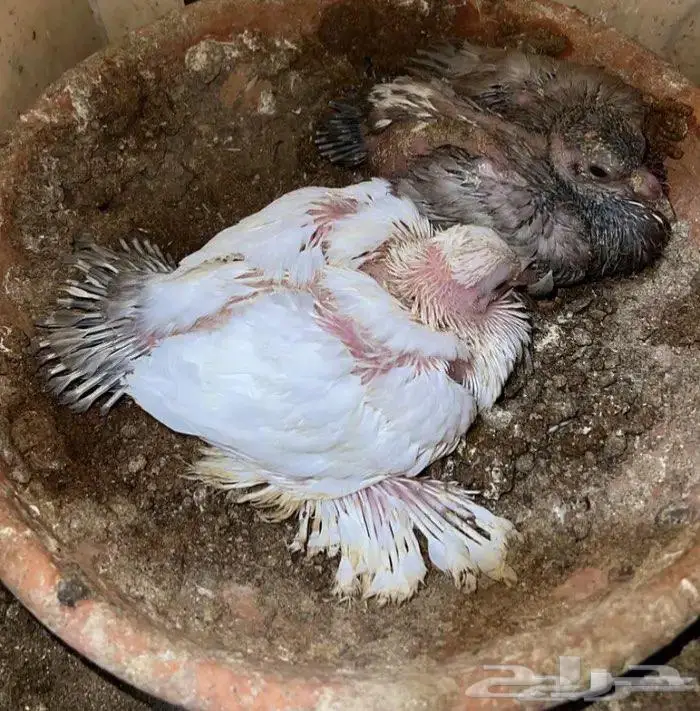 زوج رقاص معاه فرخين 4