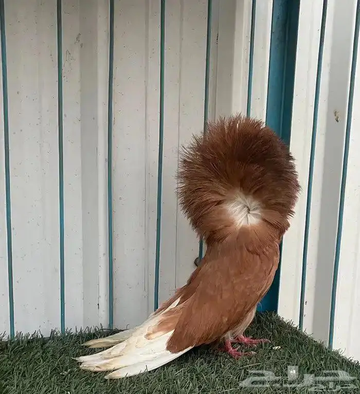 مجموعه جاكوبين 0