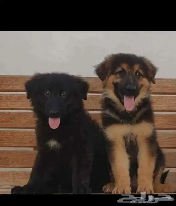 مطلوب جرو كلاب للتبني للحراسة جدة فقط 0