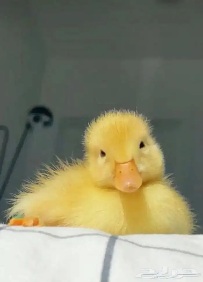 بطة للتبني 0