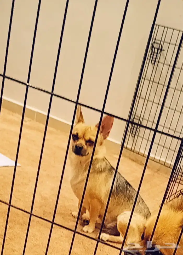 انثى شيواوا لونج هير استيراد فرنس 2