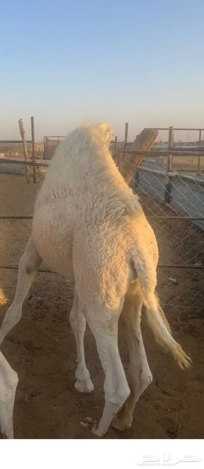 قعود سمين فل شرط 0