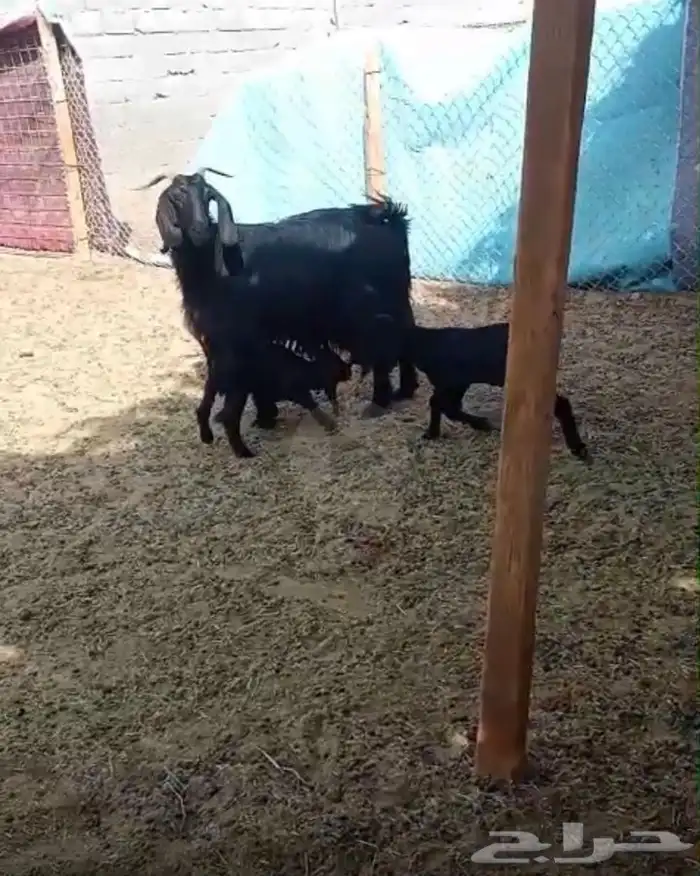 معزا متاومه 3 تحتها 6 حليب كفو 3