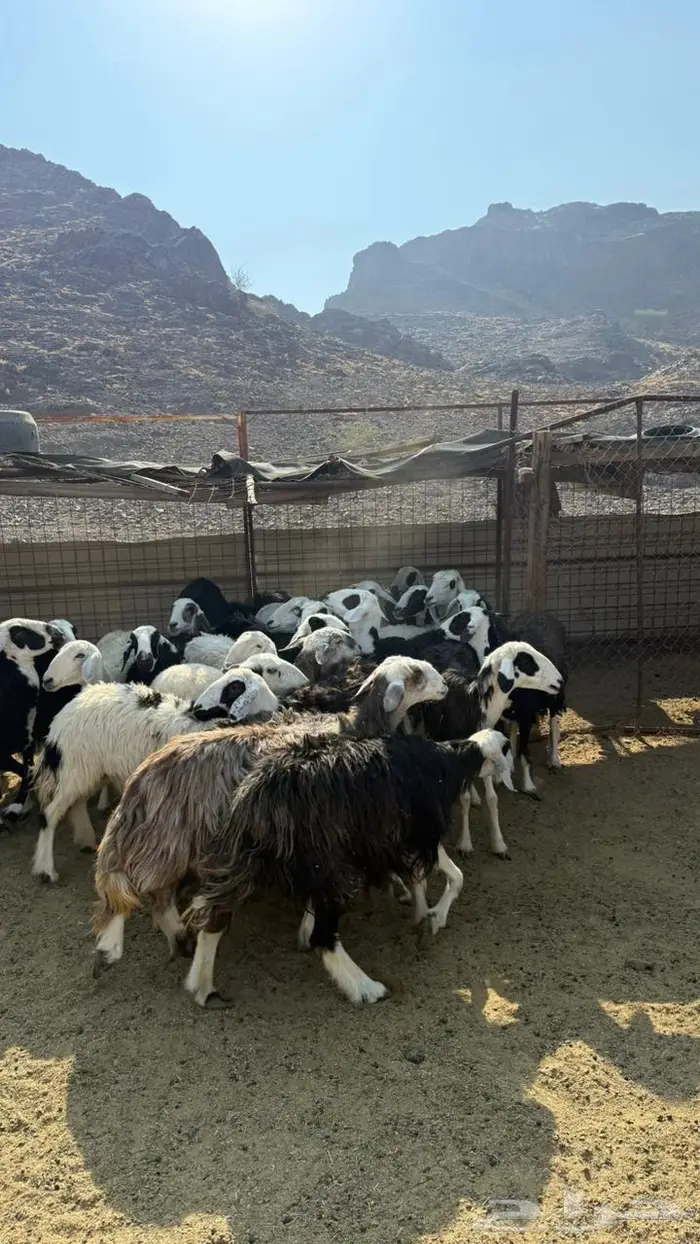 ضان مراح دفيع 1050 0