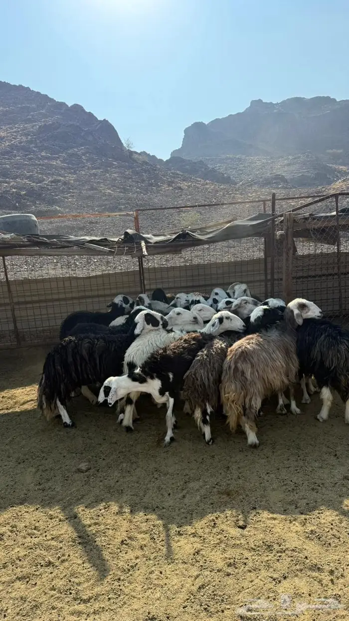 ضان مراح دفيع 1050 1