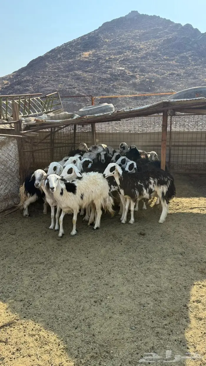 ضان مراح دفيع 1050 2