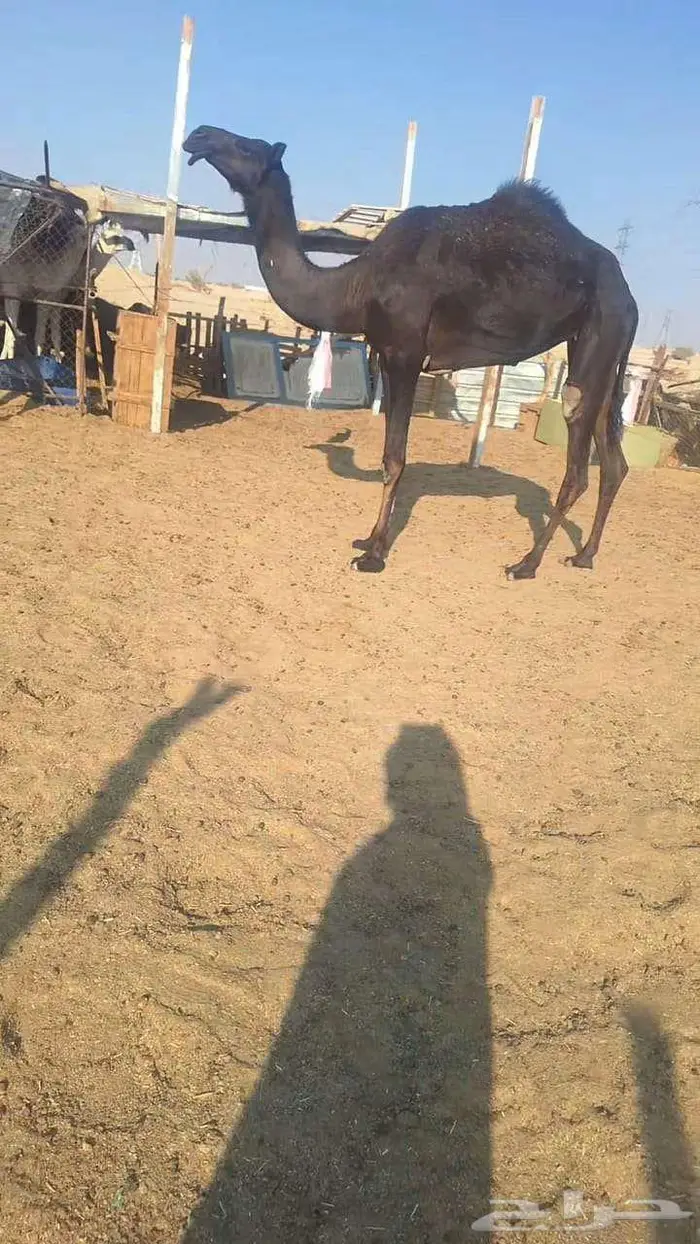 مجاهيم لقحه وضروبه 0