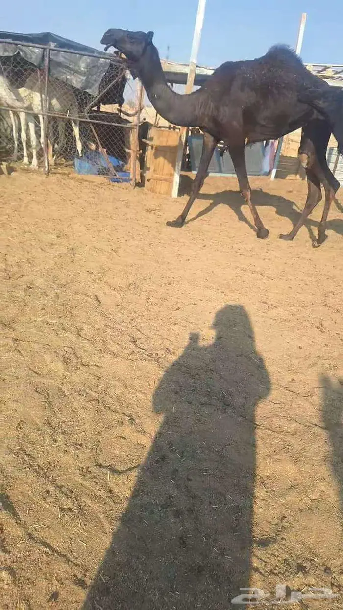 مجاهيم لقحه وضروبه 1