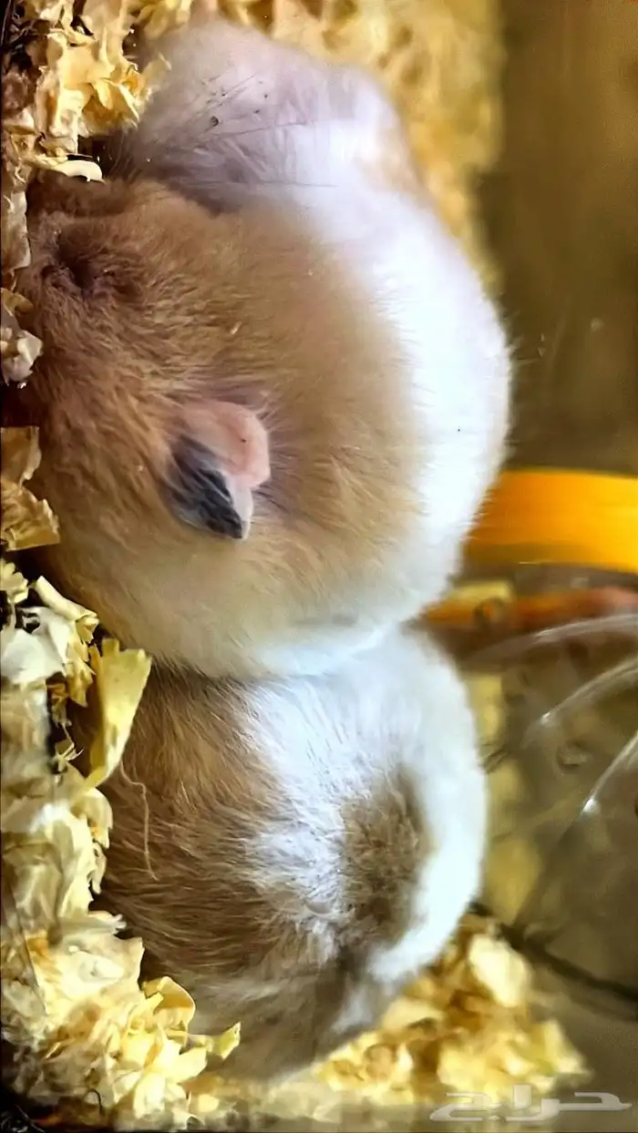 هاسمتر للبيع 0