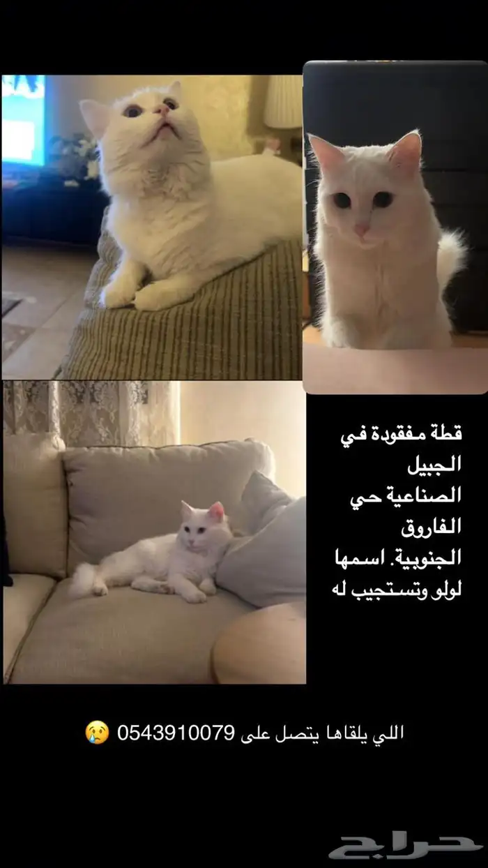 قطة مفقودة 1