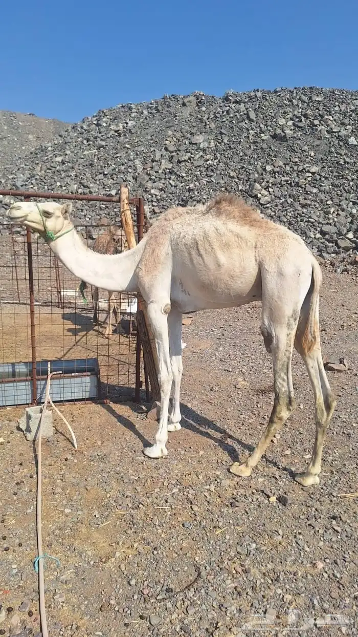 للبيع ركبي طابع الشدد 2