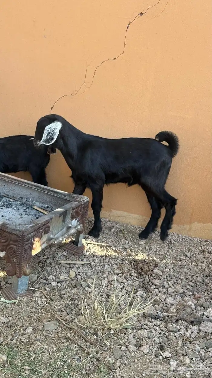 2 تيوس ذبائح سمان عمرها شهرين تقريبا  750 1