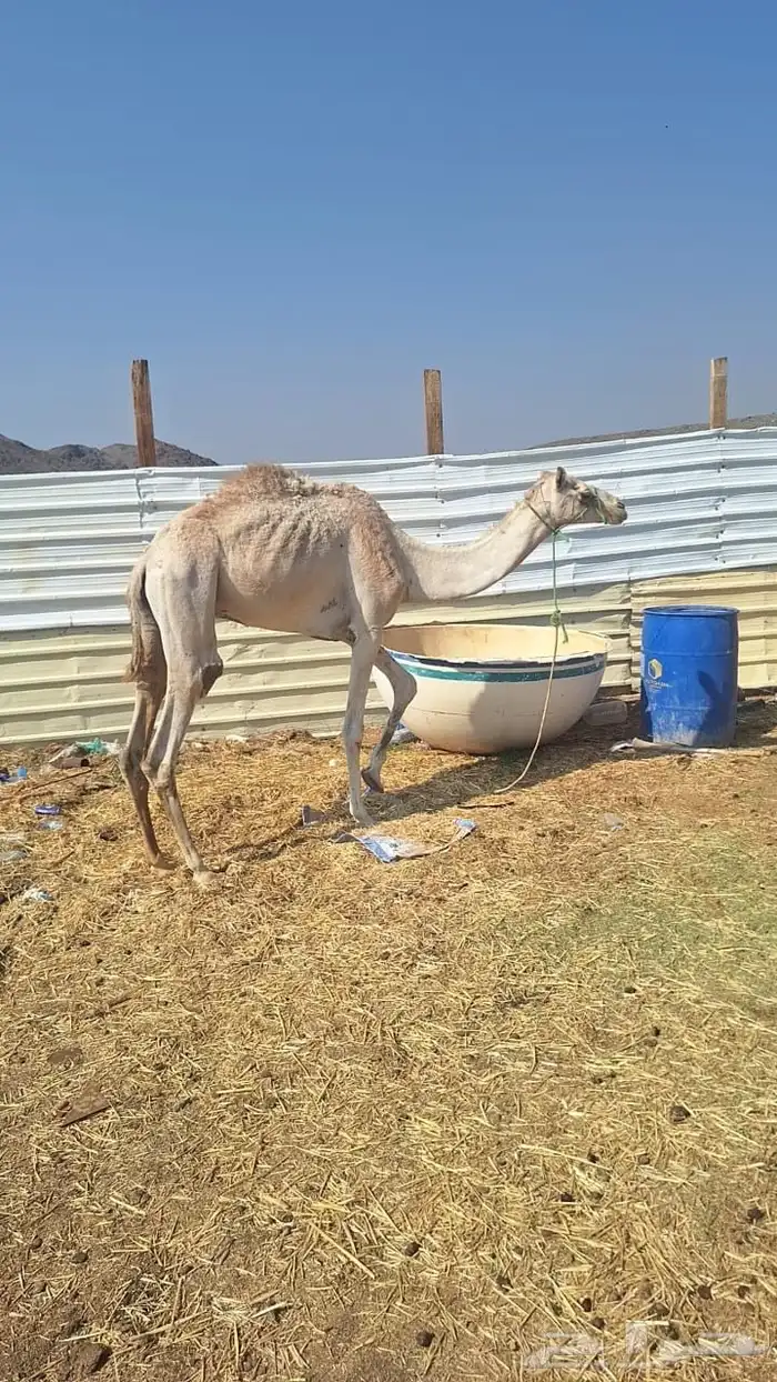 للبيع ركبي طابع الشدد 0