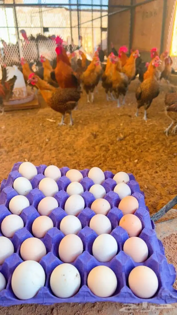 بيض دجاج فيومي 0
