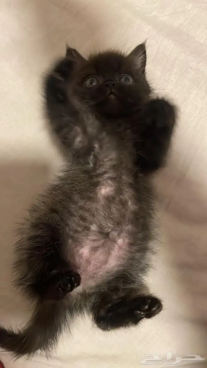 قط ذكر هملايا 2