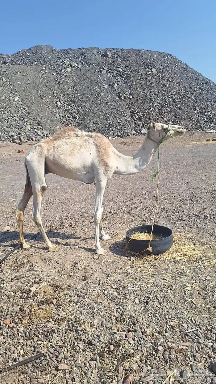 للبيع ركبي طابع الشدد 3