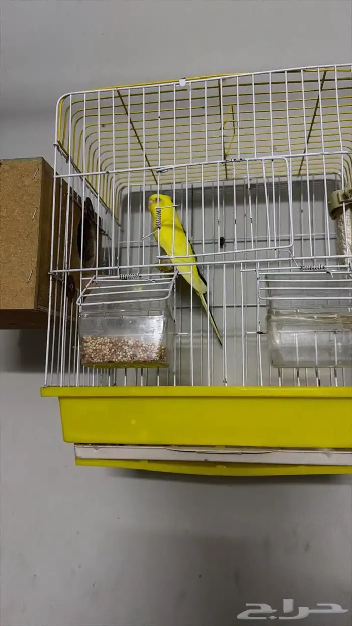 زوج عصافير البادجي 0