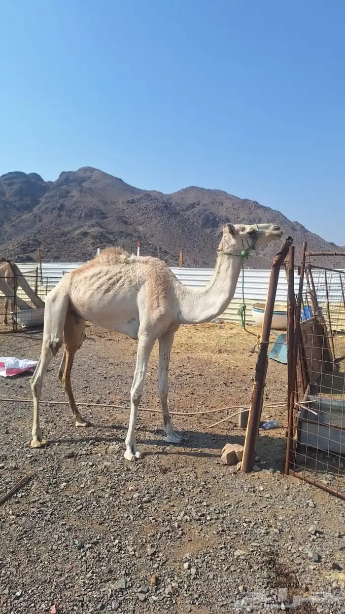 للبيع ركبي طابع الشدد 1