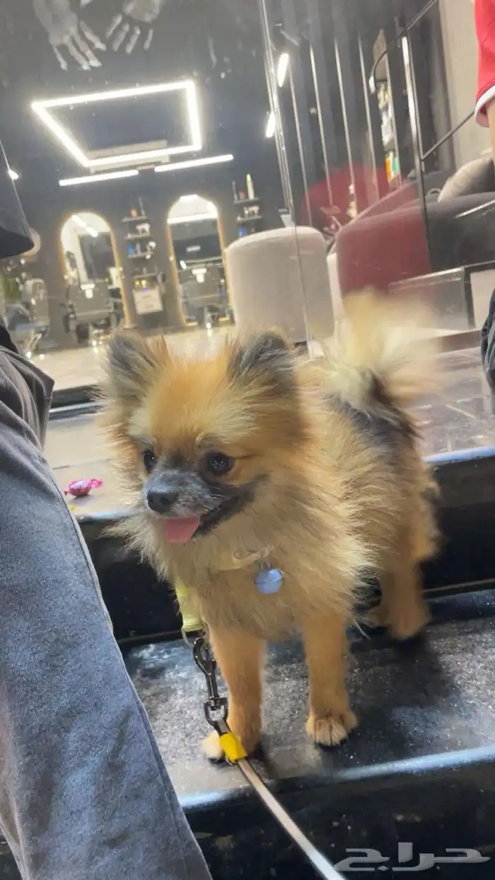 انثى بومورينيان تي كب تيدي فيس كلب محمول للمشاهير والاغنياء 2