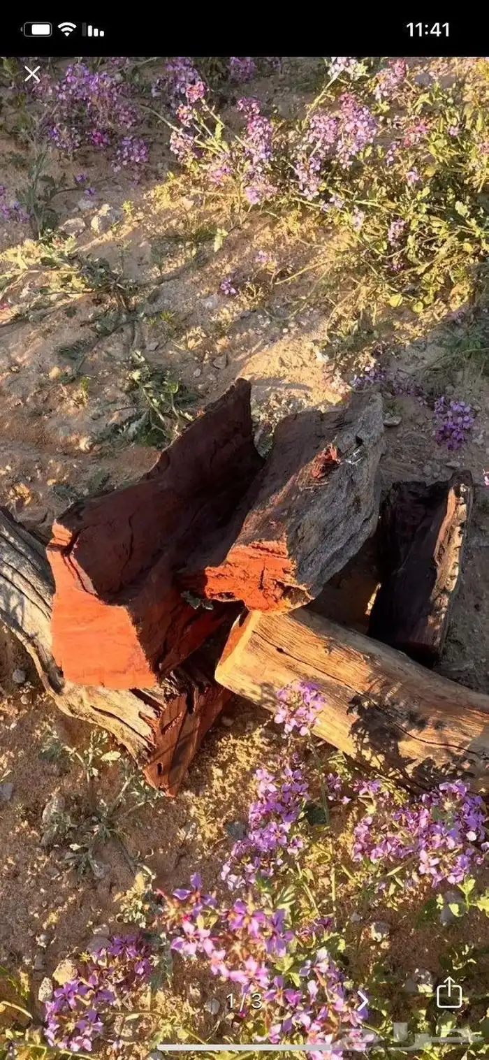 حطب قرض افريقي 5