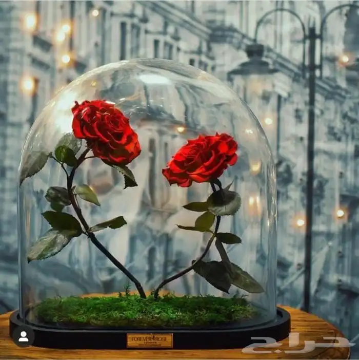 تقبيل محل ورد 40