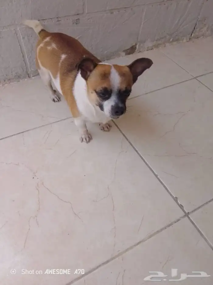 كلب تشواوا 0