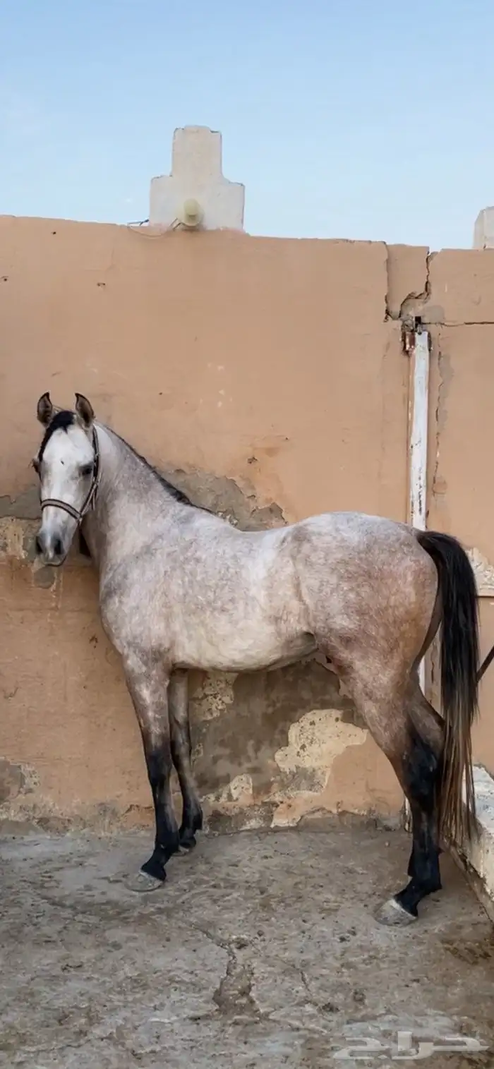 حصان واهو للبيع 0