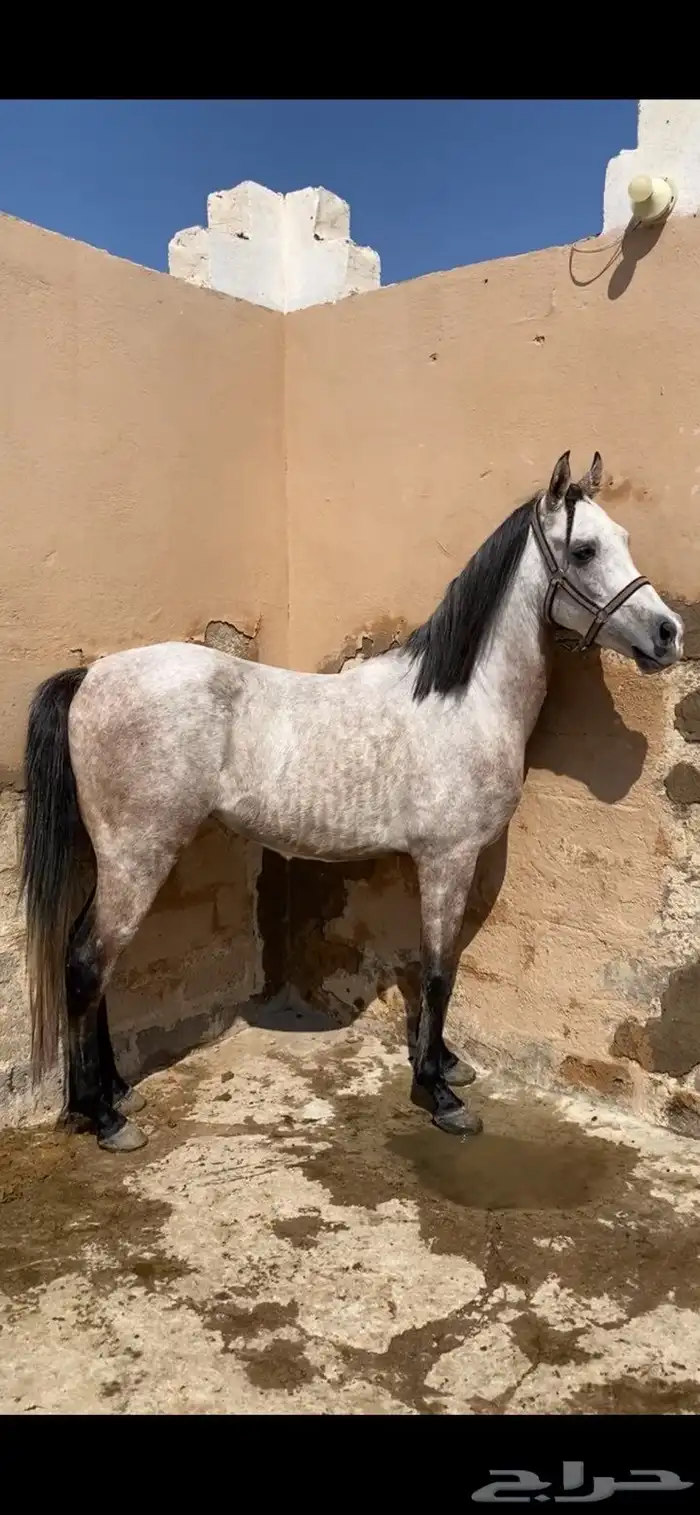 حصان واهو للبيع 2