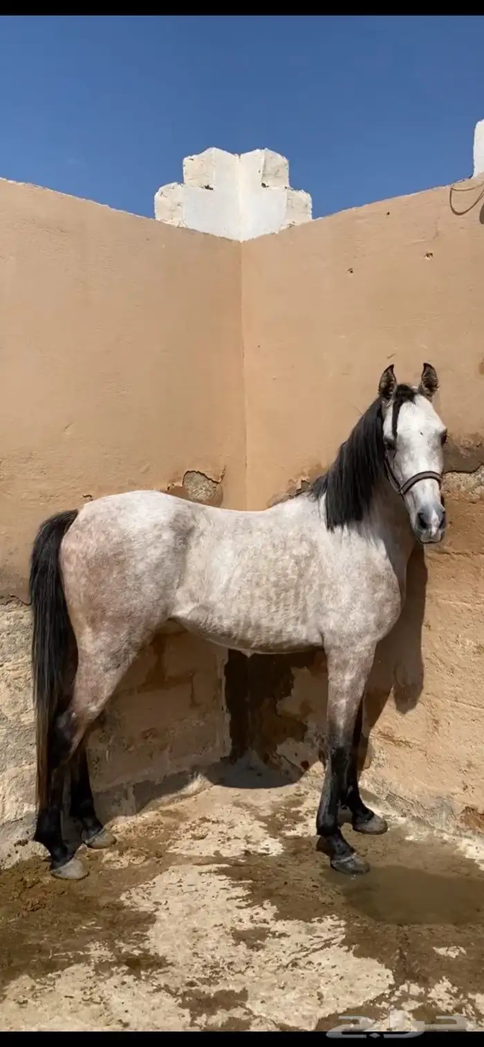 حصان واهو للبيع 1