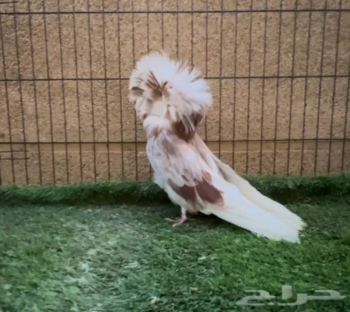 ذكر جاكوبين سبلاش مستوى فخم 0