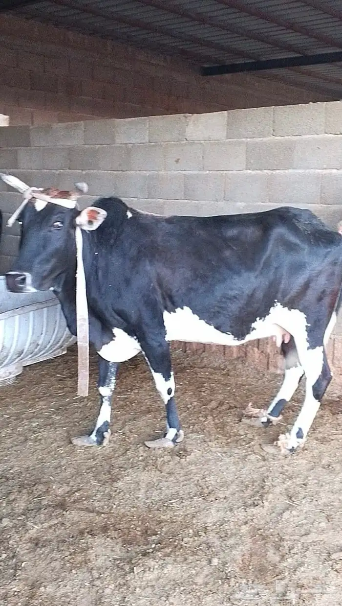 بقرة للبيع 1