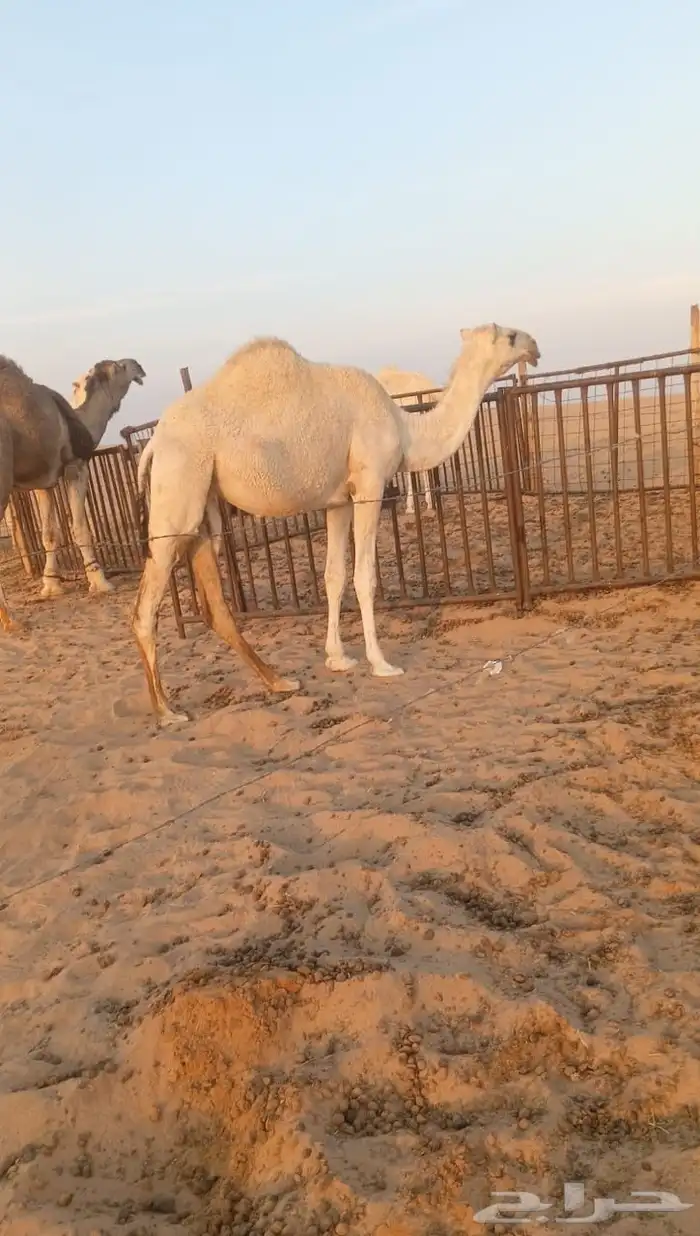 بكره كفو للبيع 0