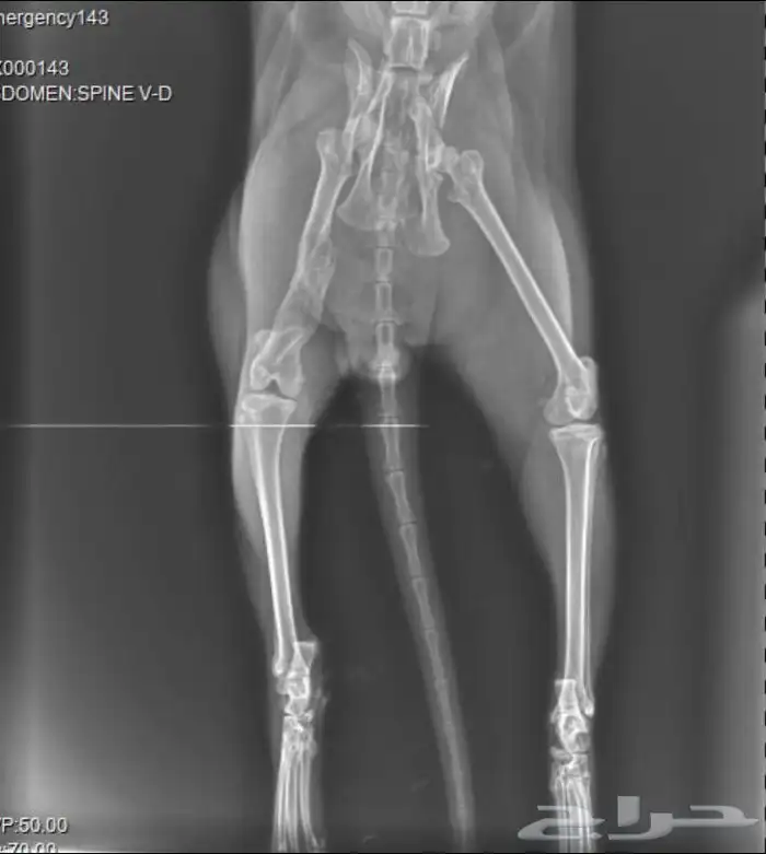 انقاذ قط يحتاج عملية 2