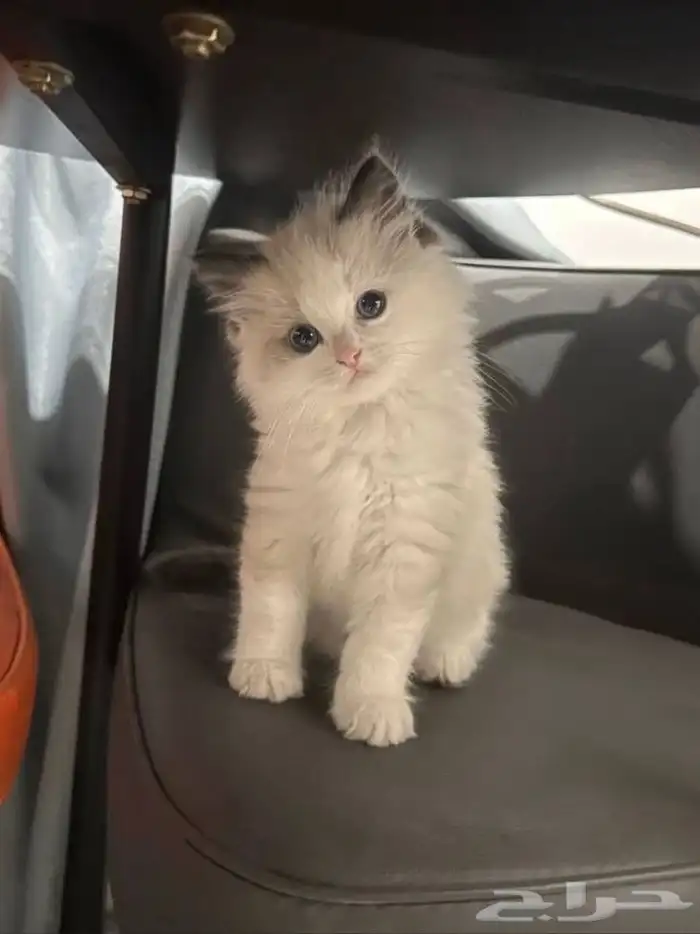 ابغا بسه صغيره لتبني نفس الي بالصور الي عنده يتواصل معي جدة 2