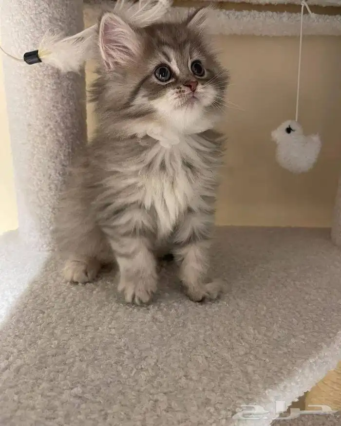 ابغا بسه صغيره لتبني نفس الي بالصور الي عنده يتواصل معي جدة 1