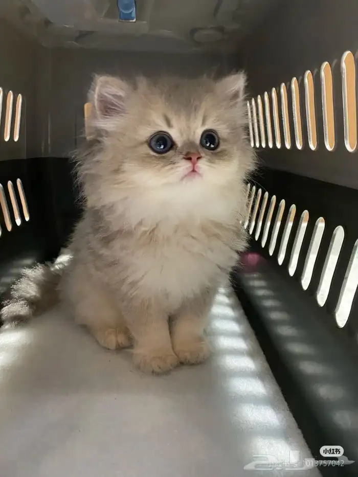 ابغا بسه صغيره لتبني نفس الي بالصور الي عنده يتواصل معي جدة 0