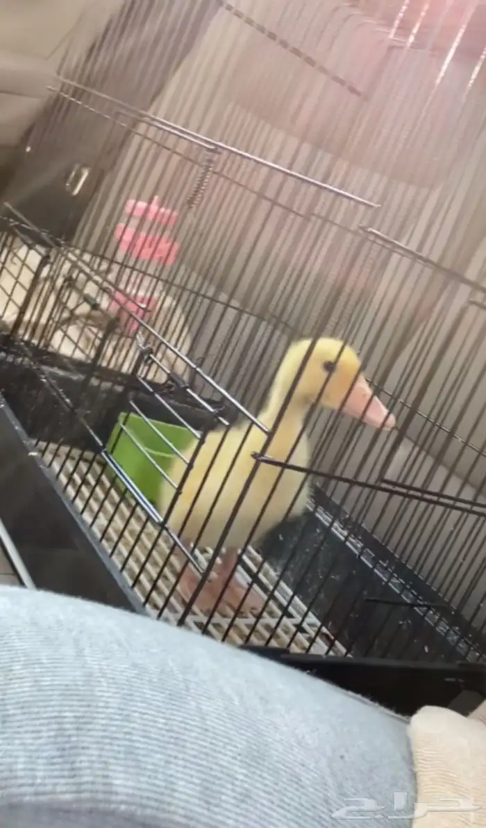 بطه بكيني مع اكله 0