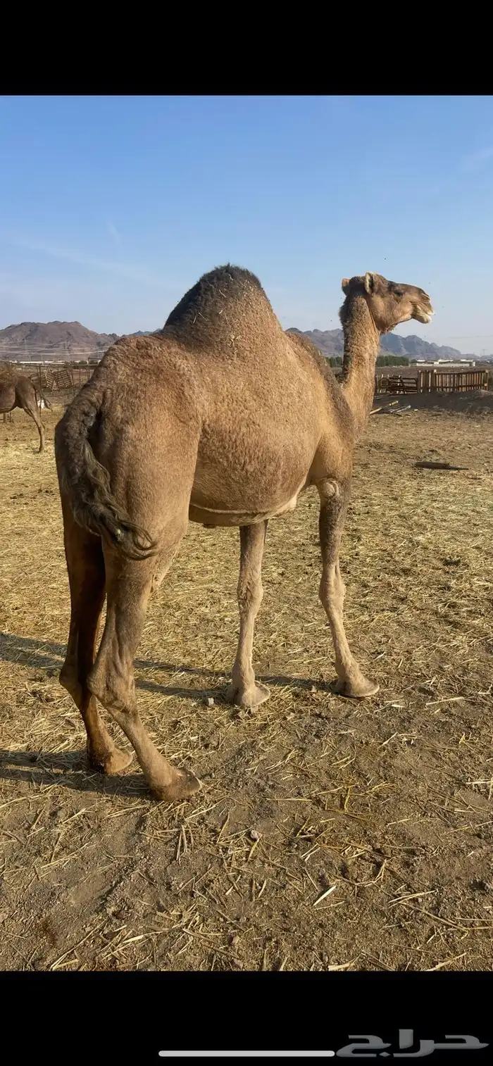 لقحات 2حمر طيبات الحد من 5600 1