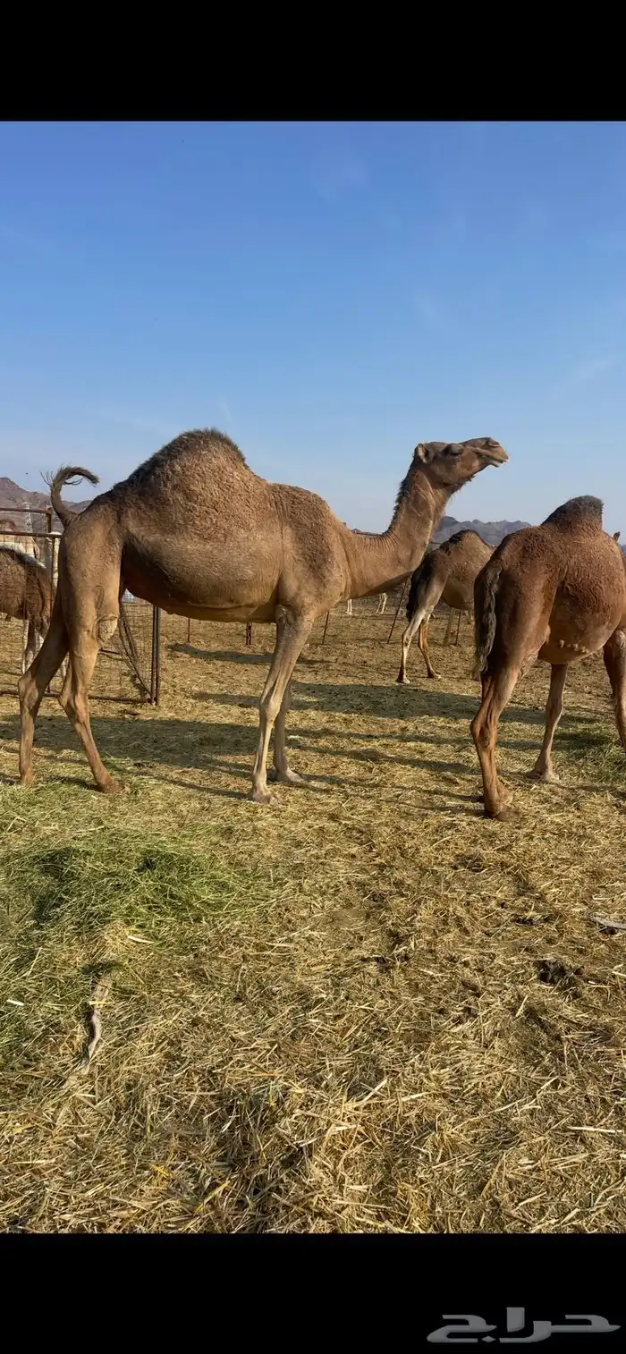 لقحات 2حمر طيبات الحد من 5600 0