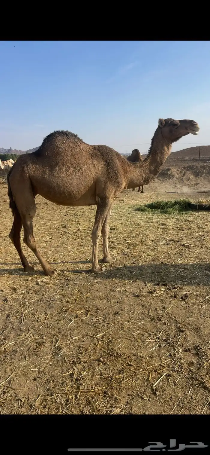 لقحات 2حمر طيبات الحد من 5600 4