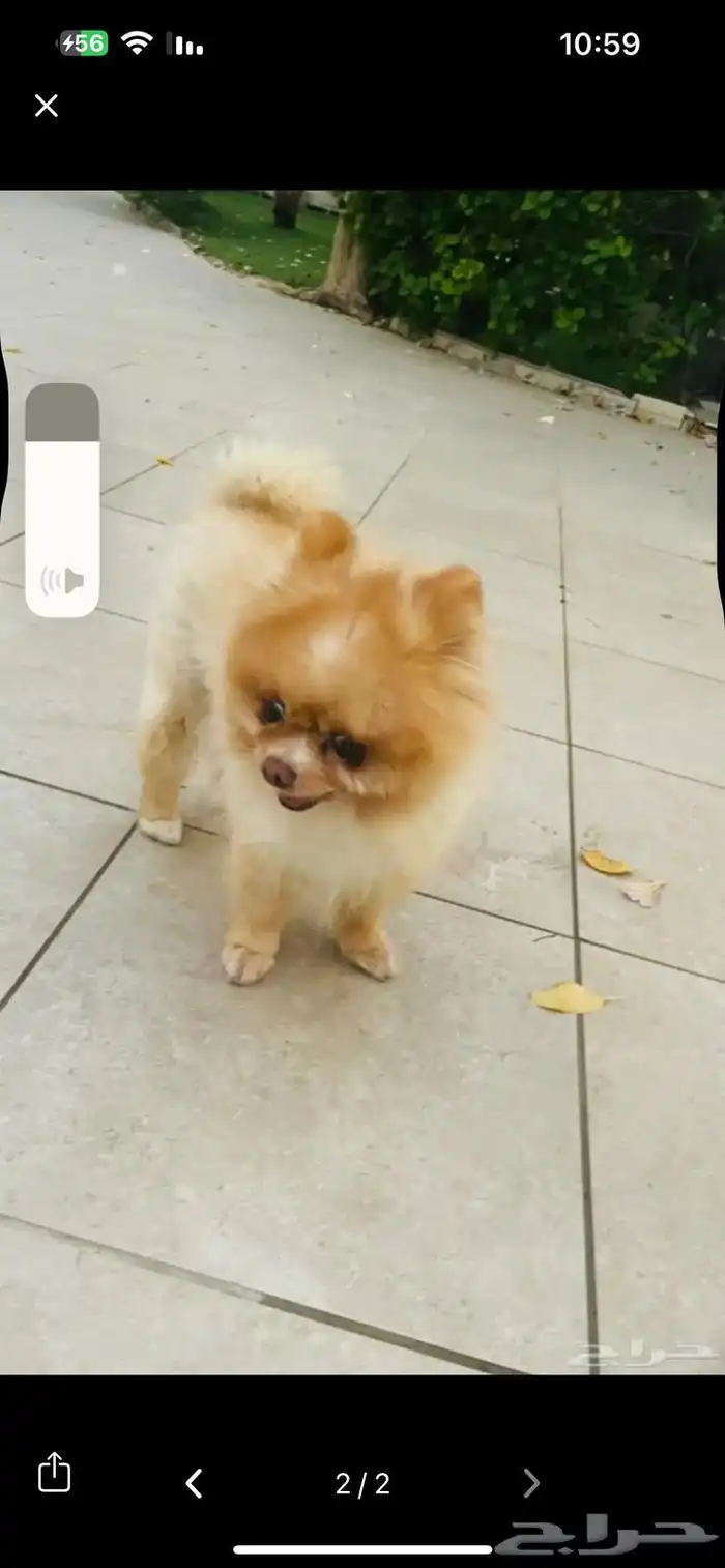 انثى بومورينيان تي كب تيدي فيس كلب محمول للمشاهير والاغنياء 3