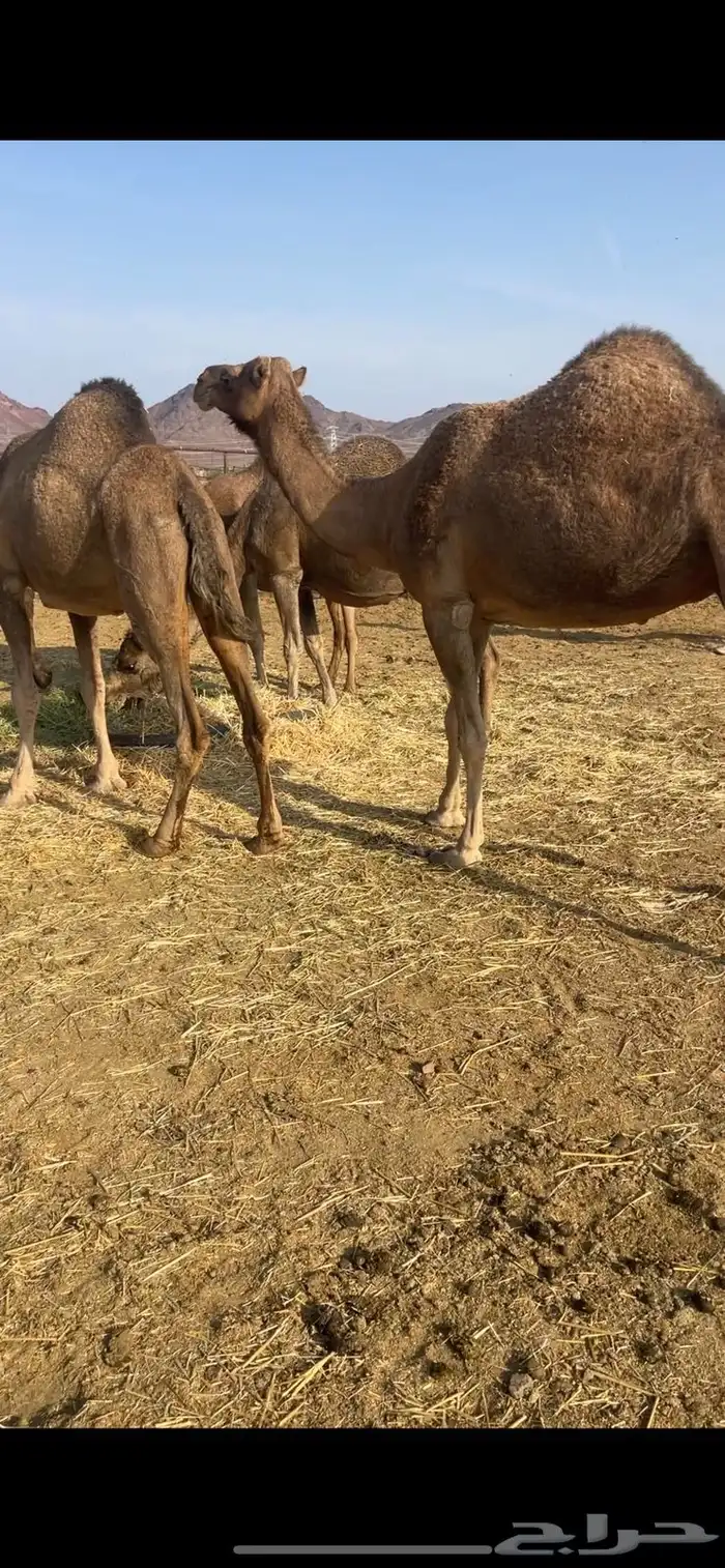 لقحات 2حمر طيبات الحد من 5600 3